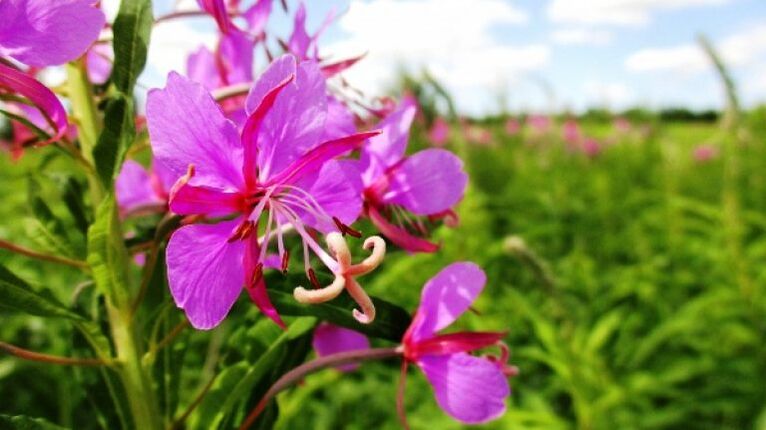 Fireweed inflorescences со непобитни придобивки за мажите